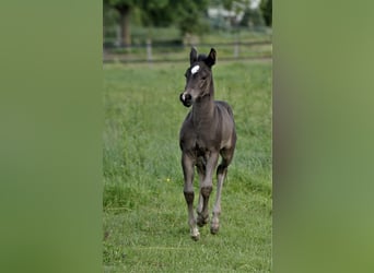 American Quarter Horse, Ogier, Źrebak (04/2024), Izabelowata