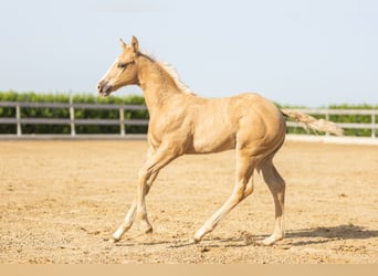 American Quarter Horse, Ogier, Źrebak (01/2026), Izabelowata
