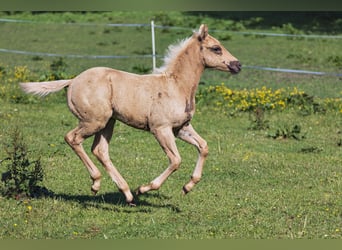 American Quarter Horse, Ogier, Źrebak (03/2024), Izabelowata