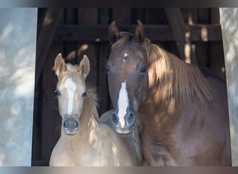 American Quarter Horse, Ogier, Źrebak (05/2024), Izabelowata