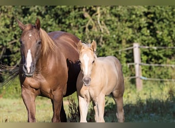 American Quarter Horse, Ogier, Źrebak (05/2024), Izabelowata