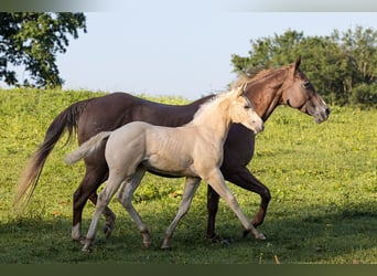 American Quarter Horse, Ogier, Źrebak (05/2024), Izabelowata