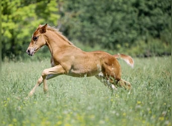 American Quarter Horse, Ogier, Źrebak (03/2024), Jasnogniada
