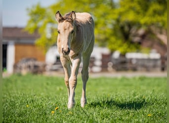 American Quarter Horse, Ogier, , Jelenia
