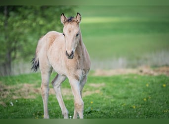 American Quarter Horse, Ogier, , Jelenia