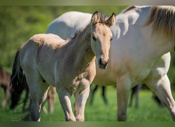 American Quarter Horse, Ogier, , Jelenia