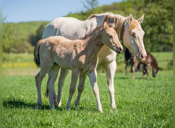 American Quarter Horse, Ogier, , Jelenia