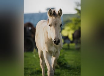 American Quarter Horse, Ogier, Źrebak (04/2026), Jelenia