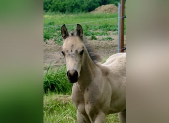 American Quarter Horse, Ogier, Źrebak (04/2026), Jelenia