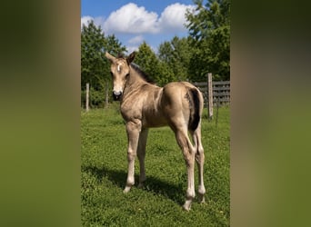 American Quarter Horse, Ogier, Źrebak (05/2026), Jelenia