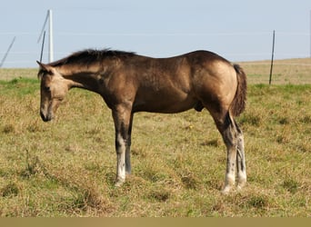 American Quarter Horse, Ogier, Źrebak (05/2024), Jelenia