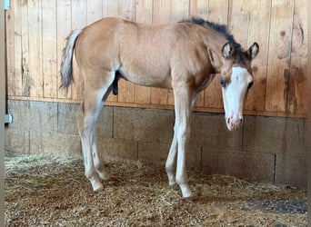 American Quarter Horse, Ogier, Źrebak (04/2026), Jelenia