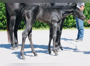 American Quarter Horse, Ogier, , Karodereszowata