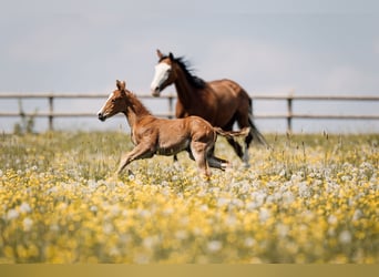 American Quarter Horse, Ogier, Źrebak (04/2026), Kasztanowata