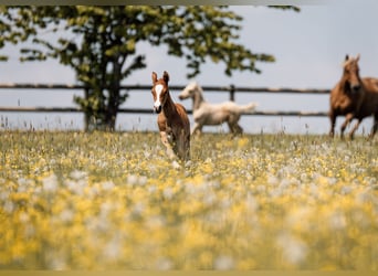 American Quarter Horse, Ogier, Źrebak (04/2026), Kasztanowata