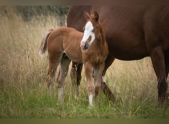 American Quarter Horse, Ogier, Źrebak (06/2025), Kasztanowata