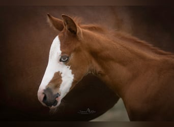 American Quarter Horse, Ogier, Źrebak (06/2025), Kasztanowata