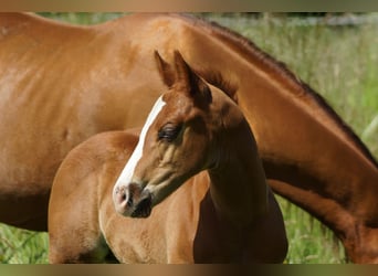 American Quarter Horse, Ogier, Źrebak (01/2026), Kasztanowata