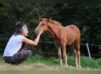 American Quarter Horse, Ogier, Źrebak (07/2024), Kasztanowata