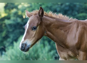 American Quarter Horse, Ogier, Źrebak (07/2024), Kasztanowata