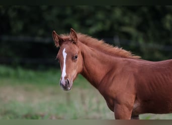 American Quarter Horse, Ogier, Źrebak (07/2024), Kasztanowata