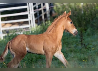 American Quarter Horse, Ogier, Źrebak (07/2024), Kasztanowata