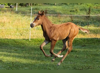 American Quarter Horse, Ogier, Źrebak (07/2024), Kasztanowata