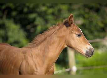 American Quarter Horse, Ogier, Źrebak (07/2024), Kasztanowata