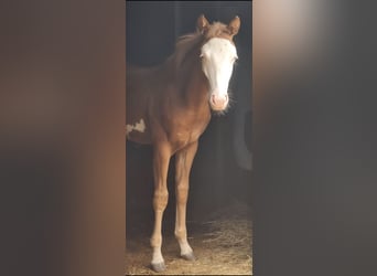 American Quarter Horse, Ogier, Źrebak (01/2024), Kasztanowata