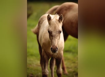 American Quarter Horse, Ogier, Źrebak (05/2024)