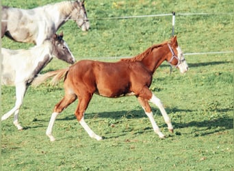 American Quarter Horse, Ogier, Źrebak (04/2025), Overo wszelkich maści