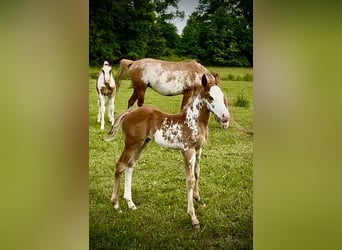 American Quarter Horse, Ogier, Źrebak (05/2025), Overo wszelkich maści