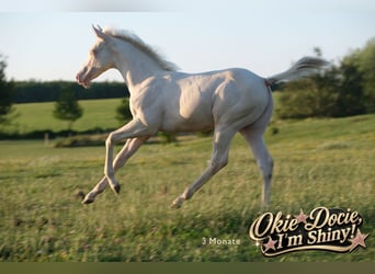American Quarter Horse, Ogier, Źrebak (04/2026), Perlino
