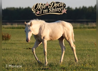 American Quarter Horse, Ogier, Źrebak (04/2026), Perlino