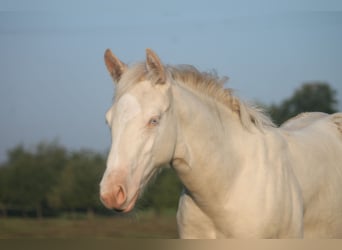 American Quarter Horse, Ogier, Źrebak (01/2025), Perłowa