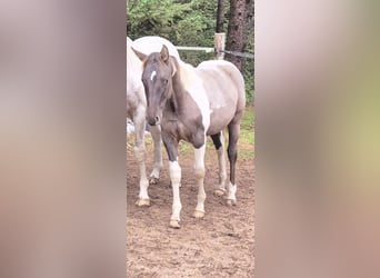 American Quarter Horse Mix, Ogier, Źrebak (01/2025), Srokata