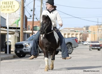 American Quarter Horse, Ruin, 10 Jaar, 112 cm, Tobiano-alle-kleuren