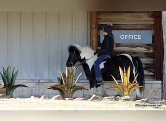 American Quarter Horse, Ruin, 10 Jaar, 112 cm, Tobiano-alle-kleuren