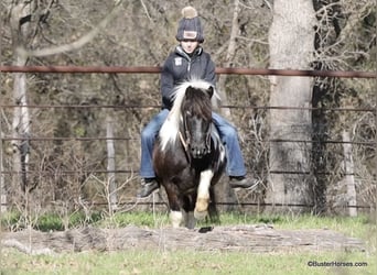 American Quarter Horse, Ruin, 10 Jaar, 112 cm, Tobiano-alle-kleuren