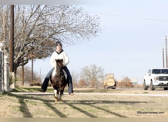 American Quarter Horse, Ruin, 10 Jaar, 112 cm, Tobiano-alle-kleuren