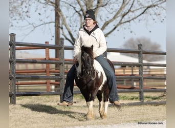 American Quarter Horse, Ruin, 10 Jaar, 112 cm, Tobiano-alle-kleuren