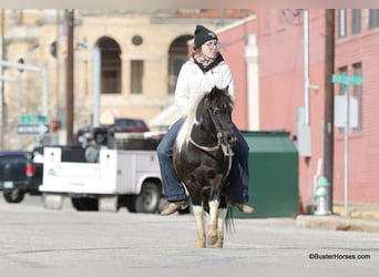 American Quarter Horse, Ruin, 10 Jaar, 112 cm, Tobiano-alle-kleuren