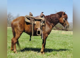 American Quarter Horse, Ruin, 10 Jaar, 114 cm, Donkere-vos