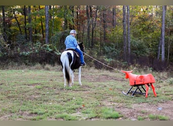 American Quarter Horse, Ruin, 10 Jaar, 127 cm, Tobiano-alle-kleuren