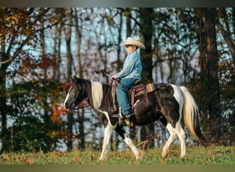 American Quarter Horse, Ruin, 10 Jaar, 127 cm, Tobiano-alle-kleuren