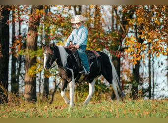 American Quarter Horse, Ruin, 10 Jaar, 127 cm, Tobiano-alle-kleuren