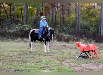 American Quarter Horse, Ruin, 10 Jaar, 127 cm, Tobiano-alle-kleuren