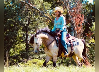 American Quarter Horse, Ruin, 10 Jaar, 132 cm, Buckskin