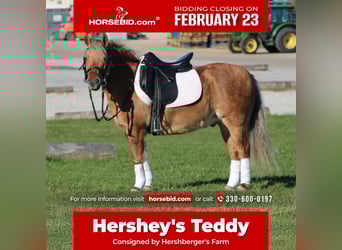 American Quarter Horse Mix, Ruin, 10 Jaar, 132 cm, Buckskin