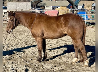 American Quarter Horse, Ruin, 10 Jaar, 137 cm, Bruin